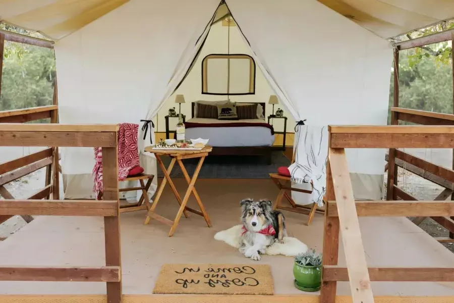 dog at the entrance of a tent